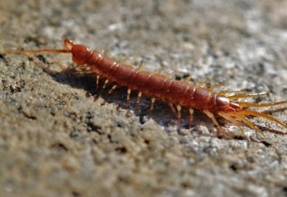 Apesar de confundidos pela aparência alongada, lacraias, minhocas e gongolos são animais muito diferentes entre si. Cada um pertence a um grupo biológico distinto e apresenta características próprias de anatomia, comportamento e papel no ambiente. -  (crédito: Pixabay) -Apesar de confundidos pela aparência alongada, lacraias, minhocas e gongolos são animais muito diferentes entre si. Cada um pertence a um grupo biológico distinto e apresenta características próprias de anatomia, comportamento e papel no ambiente. -  (crédito: Pixabay)