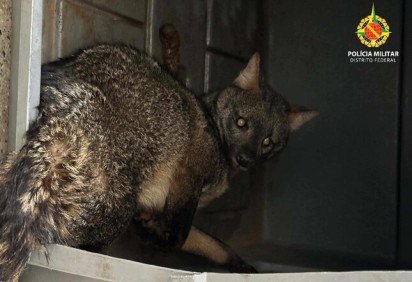 Raposa é resgatada ferida no Setor de Mansões Dom Bosco -  (crédito: PMDF/Divulgação) -Raposa é resgatada ferida no Setor de Mansões Dom Bosco -  (crédito: PMDF/Divulgação)