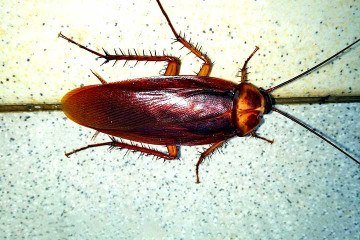 Barata -  (crédito: annemiek59/Pixabay)