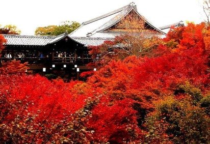 Algumas plantas são vermelhas por causa da presença de antocianinas, que protegem contra a radiação solar e atraem polinizadores. Elas se tornam muito chamativas e , em alguns casos, são associadas a uma simbologia de paixão e atração.  -  (crédito: Tim Notari wikimedia commons) -Algumas plantas são vermelhas por causa da presença de antocianinas, que protegem contra a radiação solar e atraem polinizadores. Elas se tornam muito chamativas e , em alguns casos, são associadas a uma simbologia de paixão e atração.  -  (crédito: Tim Notari wikimedia commons)