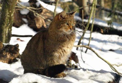 O ministro da Conservação da Nova Zelândia, Tama Potaka, anunciou que o país pretende erradicar a população de gatos selvagens até 2050.  -  (crédito: Wikimedia Commons/Alena Houšková) -O ministro da Conservação da Nova Zelândia, Tama Potaka, anunciou que o país pretende erradicar a população de gatos selvagens até 2050.  -  (crédito: Wikimedia Commons/Alena Houšková)