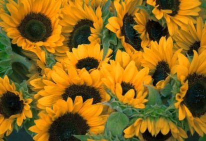 O girassol é uma planta conhecida por sua impressionante inflorescência em amarelo e seu movimento de “seguir” o sol ao longo do dia durante sua fase de crescimento. 

 -  (crédito: Gérôme Bruneau Unsplash) -O girassol é uma planta conhecida por sua impressionante inflorescência em amarelo e seu movimento de “seguir” o sol ao longo do dia durante sua fase de crescimento. 

 -  (crédito: Gérôme Bruneau Unsplash)