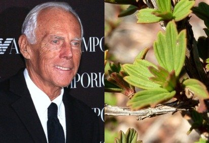 Além de sua carreira na moda, o estilista italiano Giorgio Armani, que morreu no dia 4 de setembro de 2025, se destacava também por sua linha de cosméticos. -  (crédito: Montagem/Wikimedia Commons) -Além de sua carreira na moda, o estilista italiano Giorgio Armani, que morreu no dia 4 de setembro de 2025, se destacava também por sua linha de cosméticos. -  (crédito: Montagem/Wikimedia Commons)
