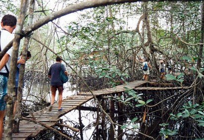 Na região costeira de Muisne, no Equador, manguezais parecem se deslocar lentamente ano após ano, criando a sensação de paisagem viva e em constante transformação. Um dos exemplos mais fascinantes de adaptação ecológica em manguezais, considerados essenciais para o equilíbrio climático global. -  (crédito: reprodução) -Na região costeira de Muisne, no Equador, manguezais parecem se deslocar lentamente ano após ano, criando a sensação de paisagem viva e em constante transformação. Um dos exemplos mais fascinantes de adaptação ecológica em manguezais, considerados essenciais para o equilíbrio climático global. -  (crédito: reprodução)