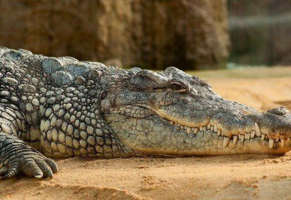 Uma região da Austrália chamada de Território do Norte é conhecida por abrigar cerca de 100 mil crocodilos de água salgada, a maior população mundial desses animais.  -  (crédito: pixabay) -Uma região da Austrália chamada de Território do Norte é conhecida por abrigar cerca de 100 mil crocodilos de água salgada, a maior população mundial desses animais.  -  (crédito: pixabay)