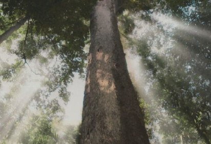 O jequitibá - árvore nativa da Mata Atlântica brasileira - chama atenção pela beleza e pela imponência. E ganhou ainda mais destaque em 2024 devido ao remake da novela 