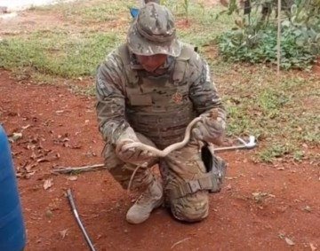 Em Planaltina, cobra-corre-campo foi resgatada em uma UPA -  (crédito: Cedido ao Correio)