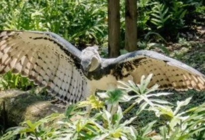A descoberta de um ninho ativo da harpia (Harpia harpyja) â?? considerada a maior Ã¡guia do mundo â?? no Pantanal do Mato Grosso do Sul, especificamente em CorumbÃ¡, reacendeu debates sobre conservaÃ§Ã£o ambiental e biodiversidade brasileira.  -  (crédito: Anibal Paradisi / Portal da Prefeitura) -A descoberta de um ninho ativo da harpia (Harpia harpyja) â?? considerada a maior Ã¡guia do mundo â?? no Pantanal do Mato Grosso do Sul, especificamente em CorumbÃ¡, reacendeu debates sobre conservaÃ§Ã£o ambiental e biodiversidade brasileira.  -  (crédito: Anibal Paradisi / Portal da Prefeitura)