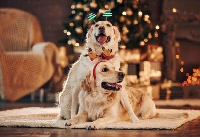 Os pets também merecem participar das comemorações de Natal (Imagem: Standret | Shutterstock)
 -  (crédito: EdiCase) -Os pets também merecem participar das comemorações de Natal (Imagem: Standret | Shutterstock)
 -  (crédito: EdiCase)