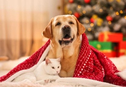 Os presentes de Natal para pets tornam a comemoração mais especial para os animais (Imagem: New Africa | Shutterstock) -  (crédito: EdiCase) -Os presentes de Natal para pets tornam a comemoração mais especial para os animais (Imagem: New Africa | Shutterstock) -  (crédito: EdiCase)