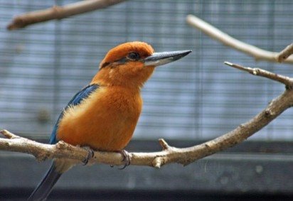 Depois de quase 40 anos desaparecido da natureza, um pássaro dado como extinto voltou a se reproduzir em seu habitat natural. -  (crédito: Flickr - Kjunstorm) -Depois de quase 40 anos desaparecido da natureza, um pássaro dado como extinto voltou a se reproduzir em seu habitat natural. -  (crédito: Flickr - Kjunstorm)