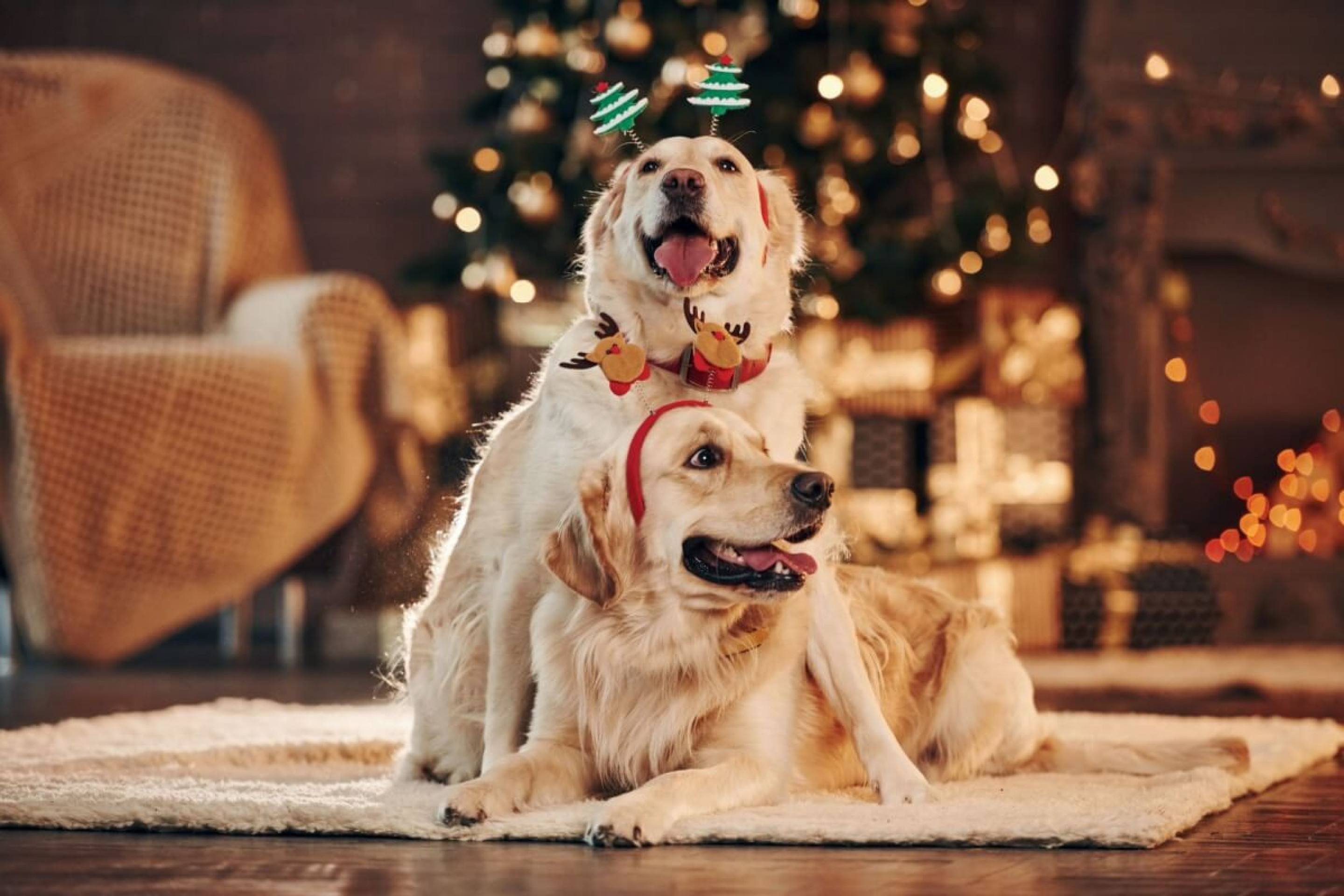 10 dicas para incluir o pet nas celebrações de Natal em família 