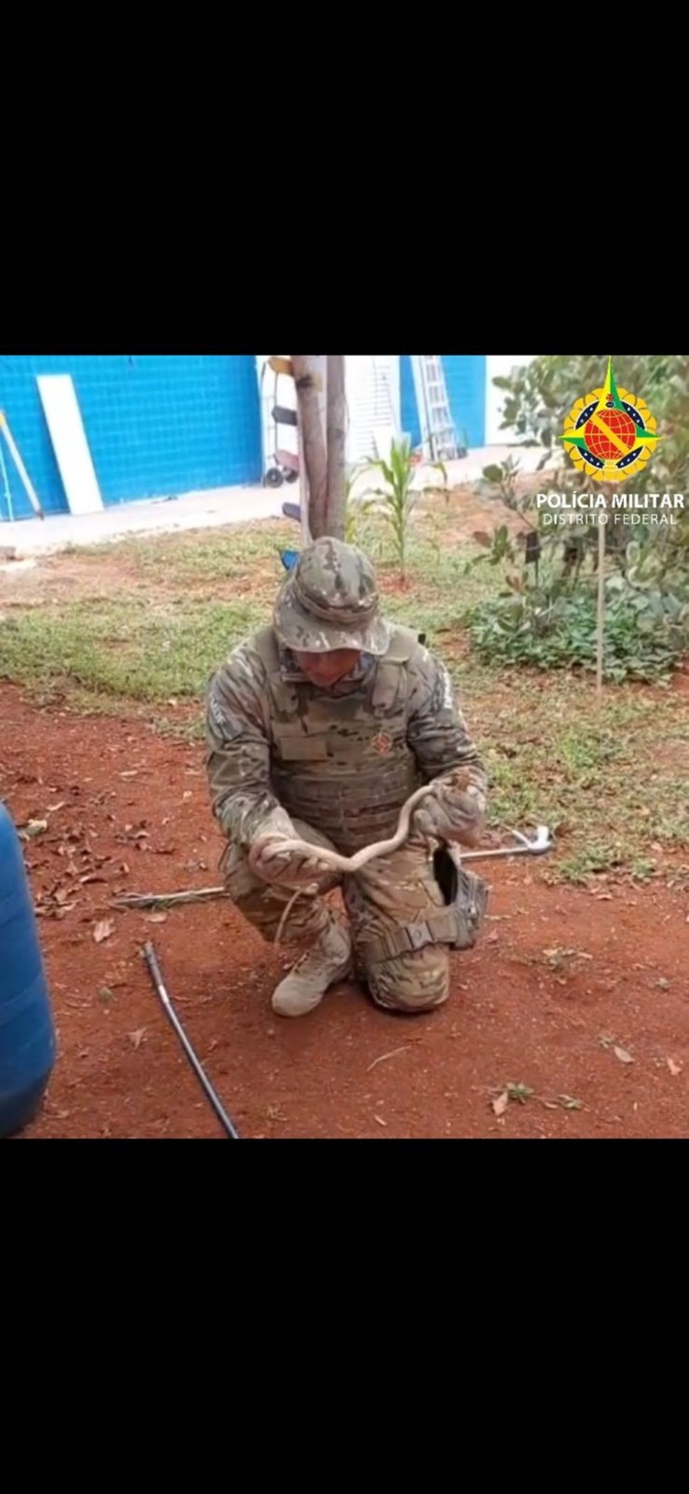 Polícia Militar resgata duas cobras nesta segunda-feira (22/12)