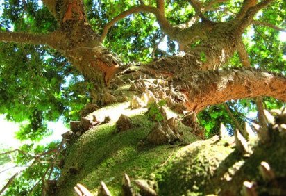 Na escola, todos aprendem que o Brasil tem este nome por causa da árvore pau-brasil, de cor avermelhada, como em brasa. Veja as explicações para os nomes de nossos vizinhos sul-americanos.   -  (crédito: Mauroguanandi wikimedia commons) -Na escola, todos aprendem que o Brasil tem este nome por causa da árvore pau-brasil, de cor avermelhada, como em brasa. Veja as explicações para os nomes de nossos vizinhos sul-americanos.   -  (crédito: Mauroguanandi wikimedia commons)