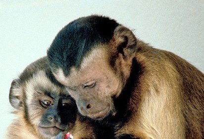 Os primeiros primatas evoluíram há cerca de 25 milhões de anos. Entretanto, nos últimos 10 milhões de anos, muitas espécies acabaram sendo extintas.  -  (crédito: Frans de Waal - wikimedia commons ) -Os primeiros primatas evoluíram há cerca de 25 milhões de anos. Entretanto, nos últimos 10 milhões de anos, muitas espécies acabaram sendo extintas.  -  (crédito: Frans de Waal - wikimedia commons )