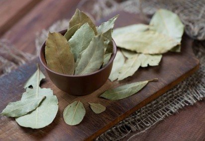 O louro possui propriedades capazes de atrair energias positivas (Imagem: Nickola_Che | Shutterstock) -  (crédito: EdiCase) -O louro possui propriedades capazes de atrair energias positivas (Imagem: Nickola_Che | Shutterstock) -  (crédito: EdiCase)