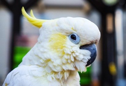 Exótica e com um topete de crista colorida, a Cacatua é uma ave bonita, sociável e inteligente. Ela, então, se popularizou como animal de estimação em várias partes do mundo e tem características próprias. O Flipar mostra alguns desses traços nesta galeria. -  (crédito: Imagem de Benita Welter por Pixabay) -Exótica e com um topete de crista colorida, a Cacatua é uma ave bonita, sociável e inteligente. Ela, então, se popularizou como animal de estimação em várias partes do mundo e tem características próprias. O Flipar mostra alguns desses traços nesta galeria. -  (crédito: Imagem de Benita Welter por Pixabay)