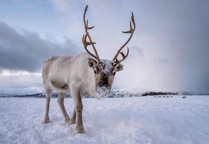As renas vivem nas regiões geladas do hemisfério Norte, como Escandinávia, Rússia, Canadá e Alasca (Imagem: Pav-Pro Photography Ltd | Shutterstock) -  (crédito: EdiCase) -As renas vivem nas regiões geladas do hemisfério Norte, como Escandinávia, Rússia, Canadá e Alasca (Imagem: Pav-Pro Photography Ltd | Shutterstock) -  (crédito: EdiCase)