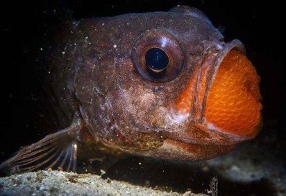 Gamma, a leoa do deserto, protege a carcaça de um lobo-marinho (que não aparece na foto) em uma praia da Namíbia -  (crédito: Griet Van Malderen) -Gamma, a leoa do deserto, protege a carcaça de um lobo-marinho (que não aparece na foto) em uma praia da Namíbia -  (crédito: Griet Van Malderen)