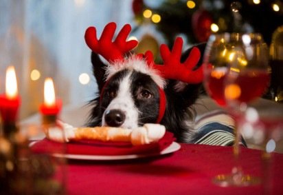 As comidas de Natal e Ano-Novo podem ser prejudiciais à saúde dos cachorros (Imagem: Aleksandra Suzi | Shutterstock) -  (crédito: EdiCase) -As comidas de Natal e Ano-Novo podem ser prejudiciais à saúde dos cachorros (Imagem: Aleksandra Suzi | Shutterstock) -  (crédito: EdiCase)