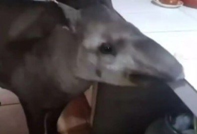 Uma anta gigante apelidada de Tico é uma espécie de mascote da pequena cidade de Anaurilândia, no Mato Grosso do Sul, que tem cerca de 7.500 habitantes.  -  (crédito: Reprodução) -Uma anta gigante apelidada de Tico é uma espécie de mascote da pequena cidade de Anaurilândia, no Mato Grosso do Sul, que tem cerca de 7.500 habitantes.  -  (crédito: Reprodução)