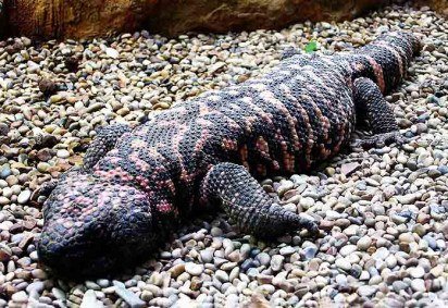 Um réptil nativos de desertos da América do Norte contribuiu decisivamente para uma descoberta médica que está entre as mais importantes de tempos recentes.  -  (crédito: Arpingstone/Wikimédia Commons) -Um réptil nativos de desertos da América do Norte contribuiu decisivamente para uma descoberta médica que está entre as mais importantes de tempos recentes.  -  (crédito: Arpingstone/Wikimédia Commons)