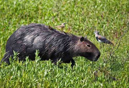 Conhecidas por sua personalidade tranquila e capacidade de conviver pacificamente com diversas espécies, as capivaras têm uma característica peculiar. Afinal, elas convivem no mesmo habitat de jacarés, mas não são presas fáceis desses répteis.  -  (crédito: Phillip Cappe/Wikimédia Commons) -Conhecidas por sua personalidade tranquila e capacidade de conviver pacificamente com diversas espécies, as capivaras têm uma característica peculiar. Afinal, elas convivem no mesmo habitat de jacarés, mas não são presas fáceis desses répteis.  -  (crédito: Phillip Cappe/Wikimédia Commons)
