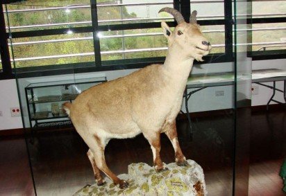 Você sabia que existe um animal que já foi 