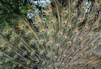 No ecossistema do nosso planeta, as aves estão entre os animais que se destacam pelo espetáculo visual. São obras-primas vivas da Natureza. -  (crédito: Eva Bronzini por Pexels) -No ecossistema do nosso planeta, as aves estão entre os animais que se destacam pelo espetáculo visual. São obras-primas vivas da Natureza. -  (crédito: Eva Bronzini por Pexels)