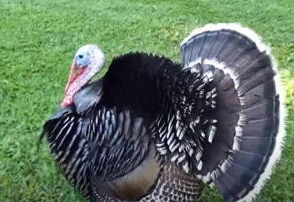 O peru é uma ave com origens curiosas e uma rica história ligada às tradições natalinas. Ele é nativo da América do Norte, onde vive em estado selvagem.  -  (crédito: Youtube/MrJaboelter) -O peru é uma ave com origens curiosas e uma rica história ligada às tradições natalinas. Ele é nativo da América do Norte, onde vive em estado selvagem.  -  (crédito: Youtube/MrJaboelter)