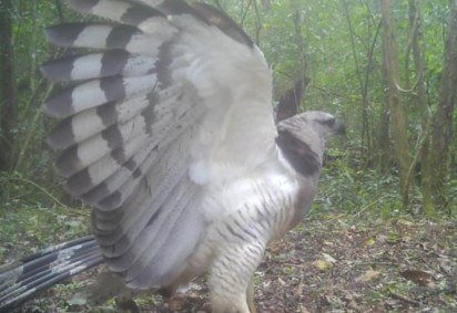 Armadilhas fotográficas do Projeto Onças do Iguaçu registraram um uiraçu pela primeira vez no Parque Nacional do Iguaçu. O flagrante, feito no dia 12/08/2025 quando a ave desceu ao chão, é considerado histórico e reforça o parque como refúgio para predadores de topo. -  (crédito: Divulgação) -Armadilhas fotográficas do Projeto Onças do Iguaçu registraram um uiraçu pela primeira vez no Parque Nacional do Iguaçu. O flagrante, feito no dia 12/08/2025 quando a ave desceu ao chão, é considerado histórico e reforça o parque como refúgio para predadores de topo. -  (crédito: Divulgação)