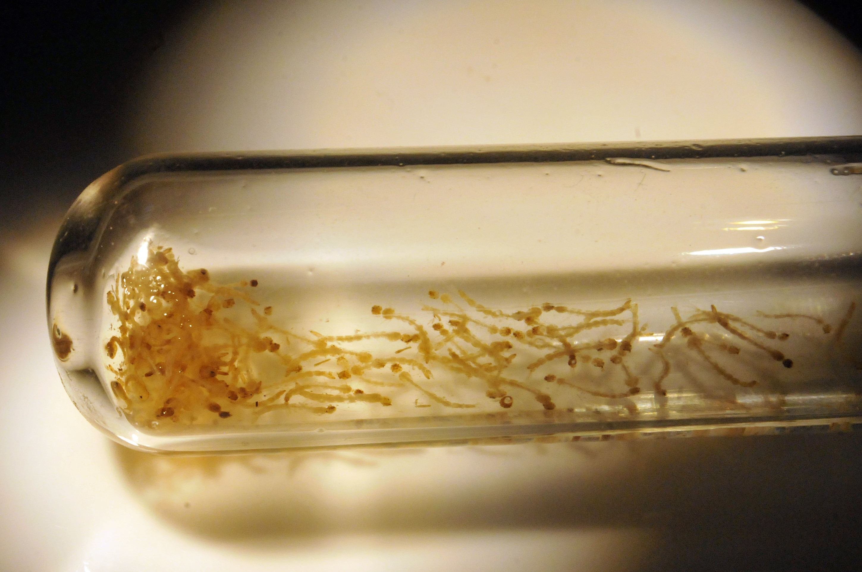 Com o calor, ciclo completo do Aedes aegypti pode se reduzir para sete dias 