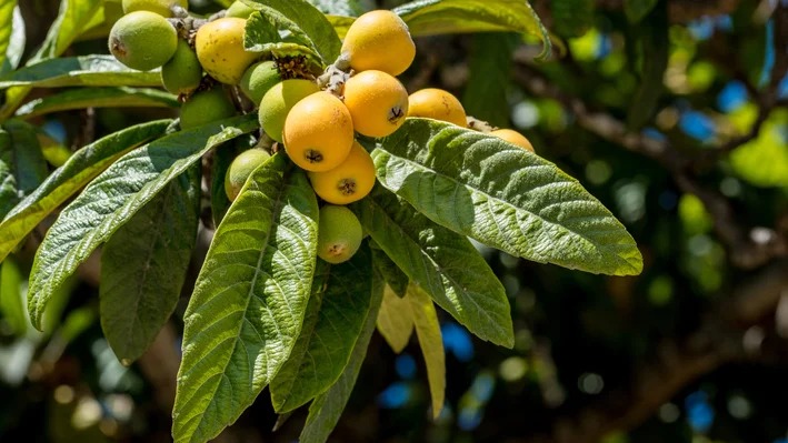 Rica em compostos bioativos, a n&ecirc;spera oferece benef&iacute;cios &agrave; sa&uacute;de, protegendo o f&iacute;gado e combatendo inflama&ccedil;&otilde;es no corpo. -  (crédito: Reprodu&ccedil;&atilde;o)