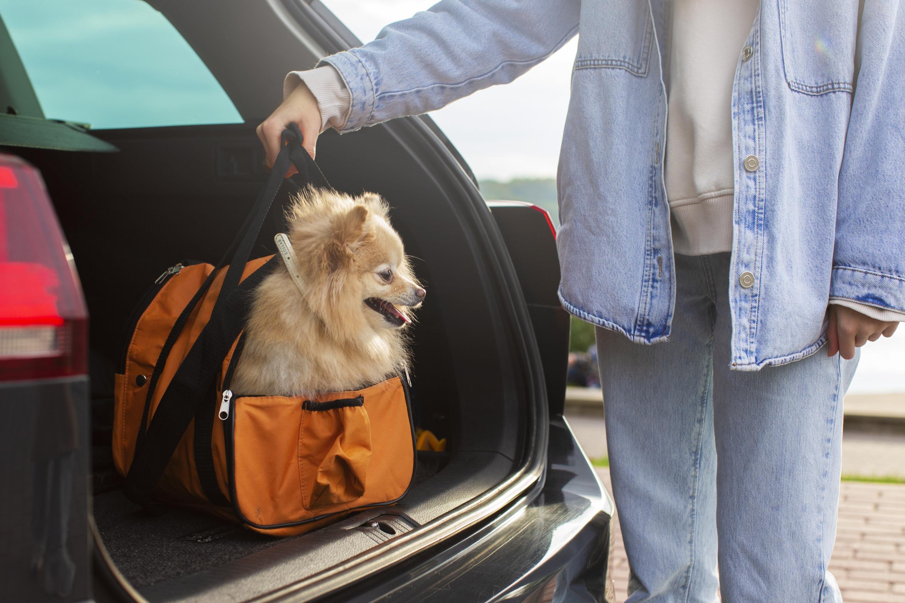 Pets na estrada: dicas para viajar com os animais 