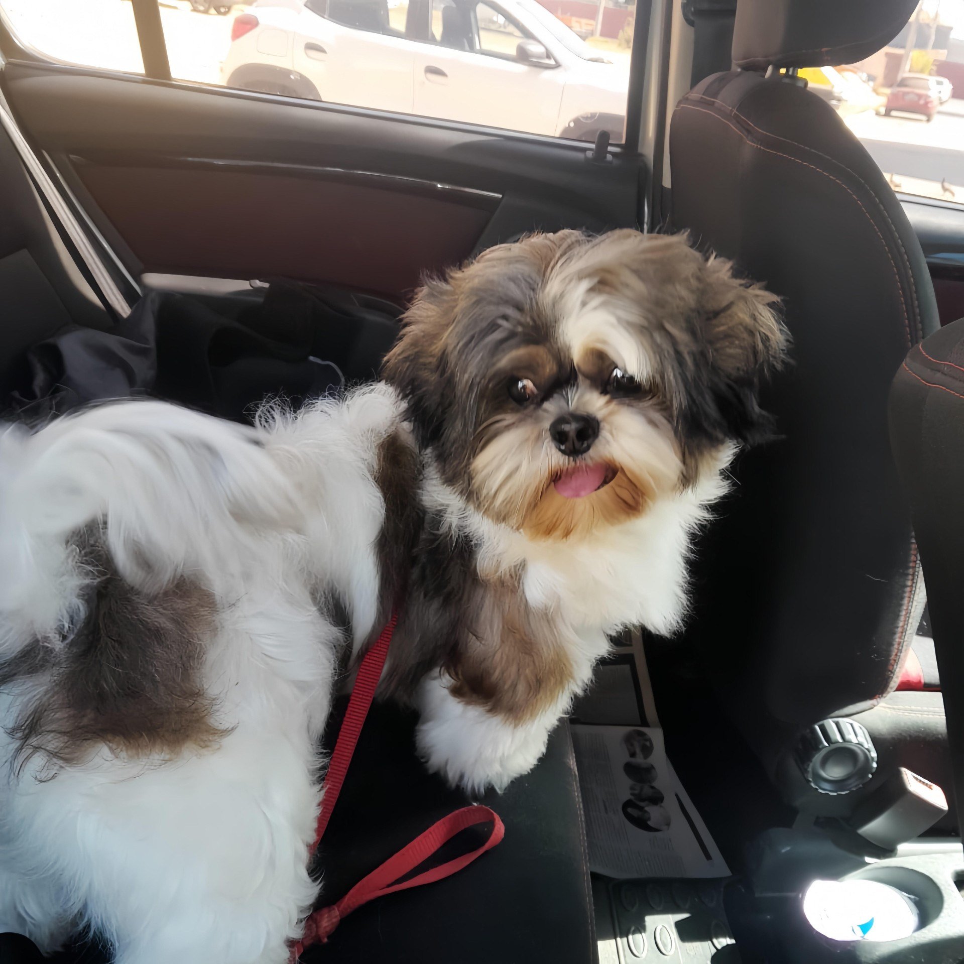 Durante as f&eacute;rias, a tutora de Romeu revisa a carteira de vacina&ccedil;&atilde;o, administra o medicamento contra carrapatos e refor&ccedil;a a hidrata&ccedil;&atilde;o nos per&iacute;odos mais quentes