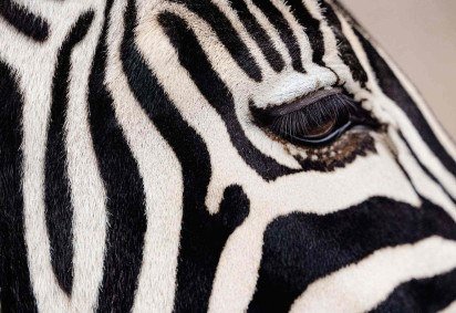 As listras podem ajudar a proteger as zebras das picadas de mutucas -  (crédito: Getty Images) -As listras podem ajudar a proteger as zebras das picadas de mutucas -  (crédito: Getty Images)