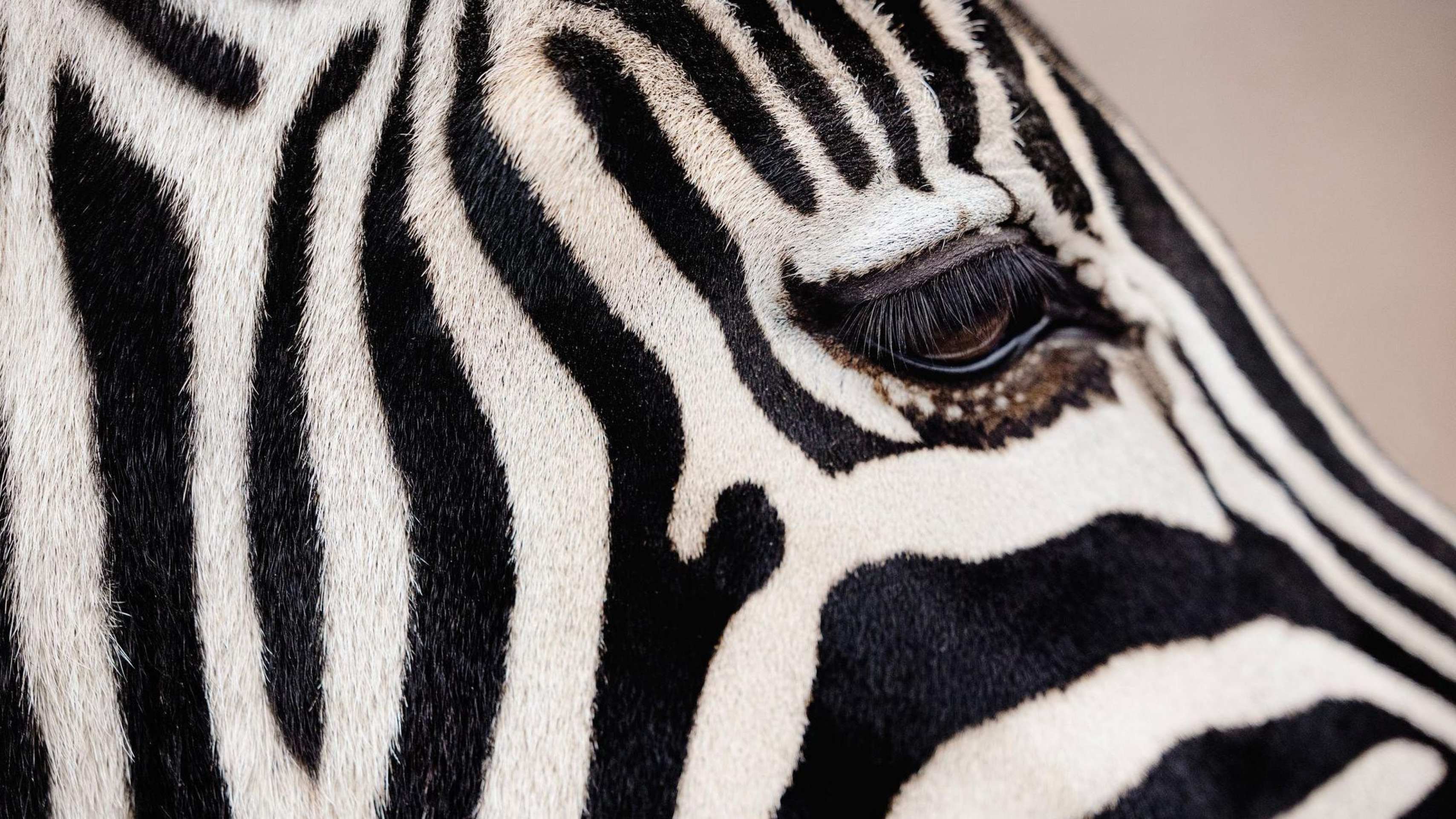 As listras podem ajudar a proteger as zebras das picadas de mutucas -  (crédito: Getty Images)