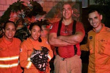 Apenas um filhote saiu com vida -  (crédito: Divulgação/CBMDF)