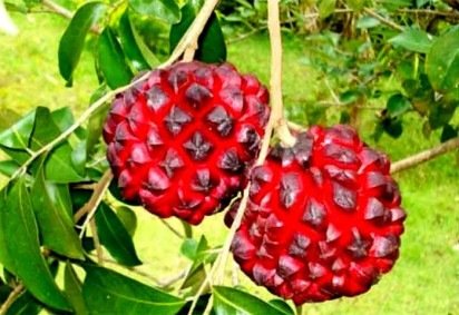 O Brasil tem uma fruta pouco conhecida, mas cujo nome é muito popular porque é usado para dizer coloquialmente que alguém está na pobreza. Ou seja, 