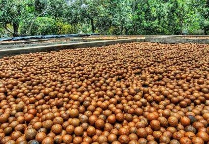 Uma das nozes mais usadas no mundo, a macadâmia é uma oleaginosa rica em nutrientes que contribuem para a saúde de diversas maneiras. Ela possui um perfil nutricional impressionante, com alto teor de fibras, proteínas e vitaminas. -  (crédito:  Flickr  Terry Pridemore) -Uma das nozes mais usadas no mundo, a macadâmia é uma oleaginosa rica em nutrientes que contribuem para a saúde de diversas maneiras. Ela possui um perfil nutricional impressionante, com alto teor de fibras, proteínas e vitaminas. -  (crédito:  Flickr  Terry Pridemore)