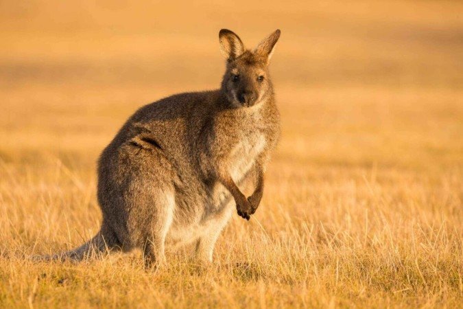 Os cangurus são considerados símbolos da fauna australiana (Imagem: Nathan White Images | Shutterstock) - (crédito: EdiCase) Os cangurus são considerados símbolos da fauna australiana (Imagem: Nathan White Images | Shutterstock) - (crédito: EdiCase)