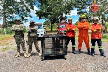 Tamanduá foi resgatado em banheiro de Igreja no Gama - (crédito: Divulgação/CBMDF) Tamanduá foi resgatado em banheiro de Igreja no Gama - (crédito: Divulgação/CBMDF)