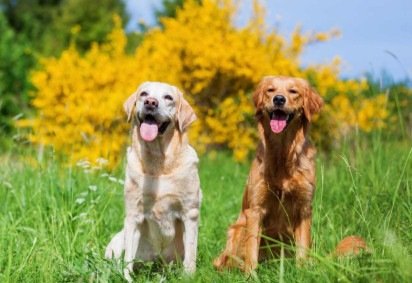 Além de serem conhecidos pela força, os cachorros de grande porte também se destacam pela lealdade e afeto ao tutor (Imagem: Christian Mueller | Shutterstock) -  (crédito: EdiCase) -Além de serem conhecidos pela força, os cachorros de grande porte também se destacam pela lealdade e afeto ao tutor (Imagem: Christian Mueller | Shutterstock) -  (crédito: EdiCase)