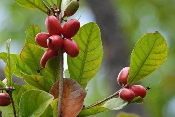 A fruta-do-milagre, ou cereja miraculosa, é a estrela por trás da transformação do paladar, capaz de adoçar o azedo - (crédito: iStock) A fruta-do-milagre, ou cereja miraculosa, é a estrela por trás da transformação do paladar, capaz de adoçar o azedo - (crédito: iStock)