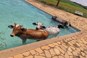 As quatro vacas já estavam na piscina quando funcionário do clube chegou para trabalhar -  (crédito: CBMMG)