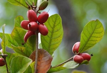 A fruta-do-milagre, ou cereja miraculosa, &eacute; a estrela por tr&aacute;s da transforma&ccedil;&atilde;o do paladar, capaz de ado&ccedil;ar o azedo -  (crédito: iStock)