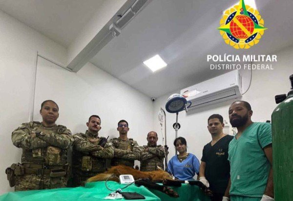 Reprodução: Polícia Militar Ambiental (BPMA)