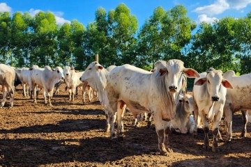 Em 2025, o Brasil vendeu US$ 1,8 bilhão em carnes bovina e de frango ao bloco, que reúne 27 países -  (crédito: divulgação/ seapa mg)