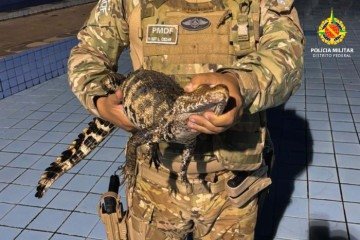 Policiais resgataram o animal - (crédito: Divulgação) Policiais resgataram o animal - (crédito: Divulgação)