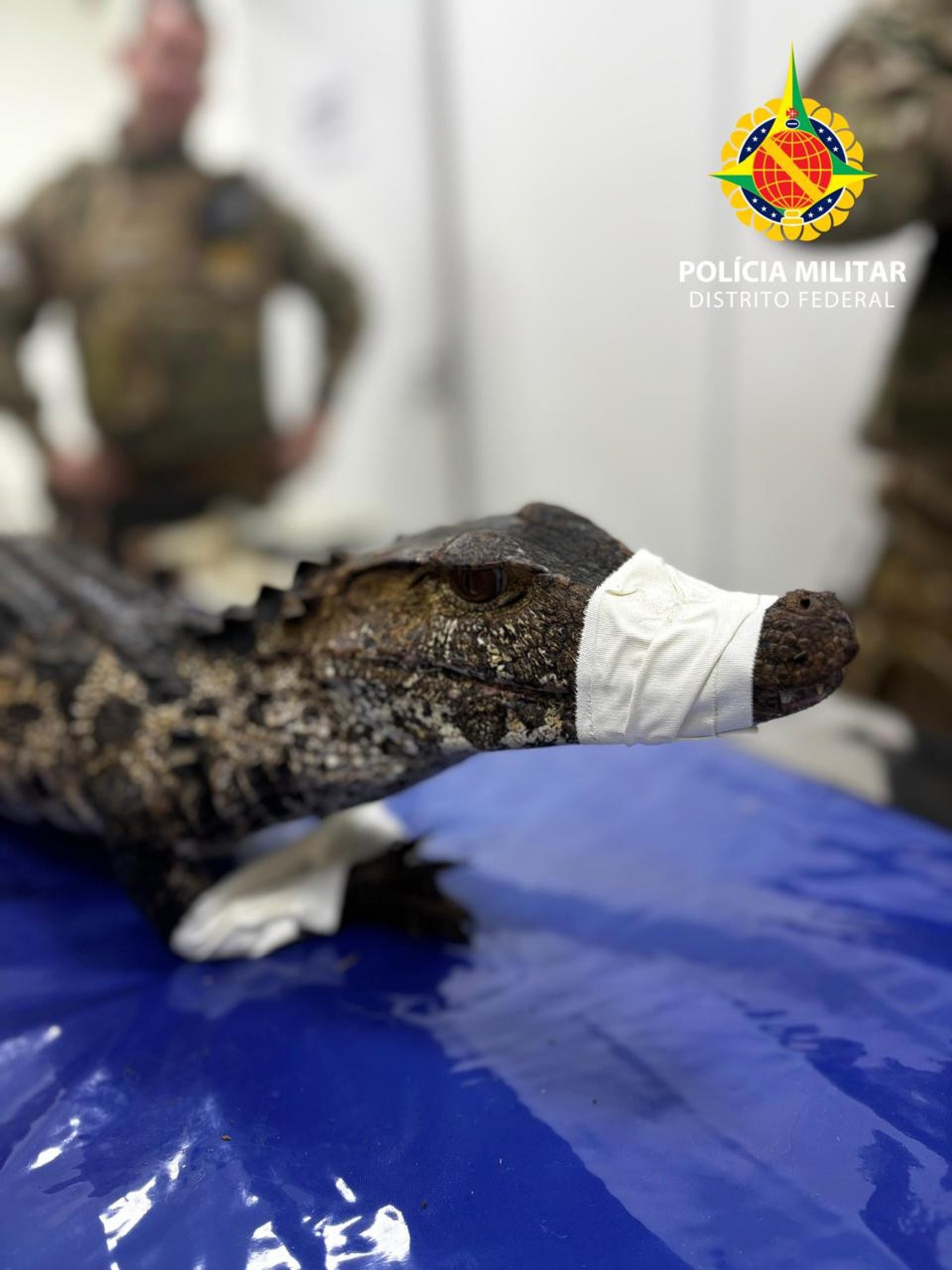 Filhote de jacar&eacute; &eacute; resgatado pela Pol&iacute;cia Militar do DF